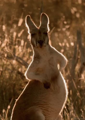toodle-oo kangaroo funny gif